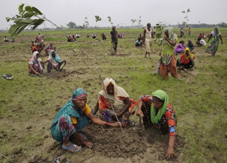 Những người phụ nữ Ấn Độ trồng cây ở vùng ngoại ô Allahabad.